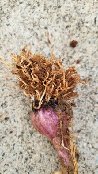 은태농님의 마늘 · 병해충상담 작성글 사진