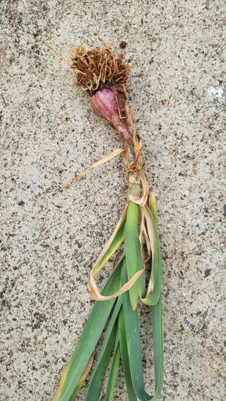 은태농님의 마늘 · 병해충상담 작성글 사진