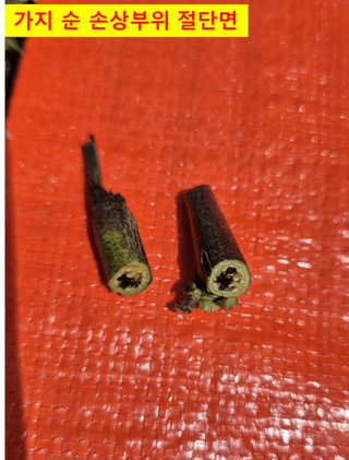 이상윤님의 복숭아 · 병해충상담 작성글 사진