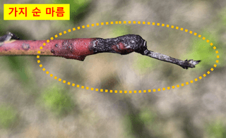 이상윤님의 복숭아 · 병해충상담 작성글 사진