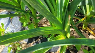 골든벨님의 고추 · 병해충상담 작성글 사진