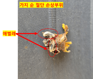 이상윤님의 복숭아 · 병해충상담 작성글 사진