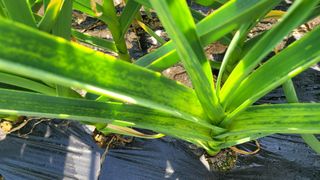 골든벨님의 고추 · 병해충상담 작성글 사진