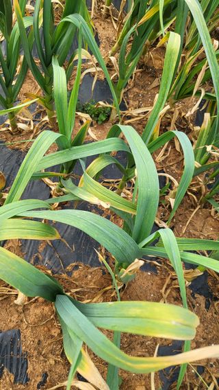 은태농님의 마늘 · 병해충상담 작성글 사진