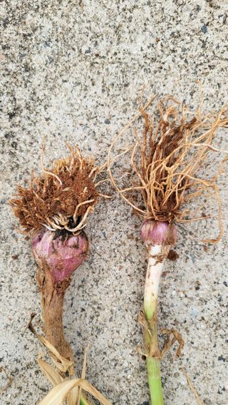 은태농님의 마늘 · 병해충상담 작성글 사진