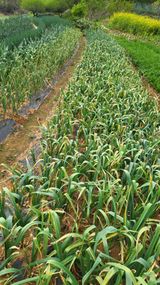 팜모닝 마늘·병해충상담 게시글 이미지