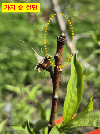이상윤님의 복숭아 · 병해충상담 작성글 사진