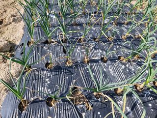 박치원님의 마늘 · 병해충상담 작성글 사진