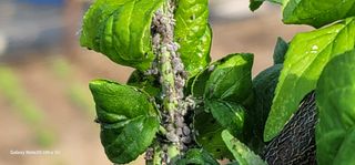 곽해선님의 매실 · 병해충상담 작성글 사진