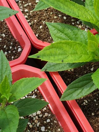 Arts C.Won님의 두릅 · 병해충상담 작성글 사진