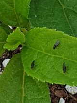 팜모닝 두릅·병해충상담 게시글 이미지