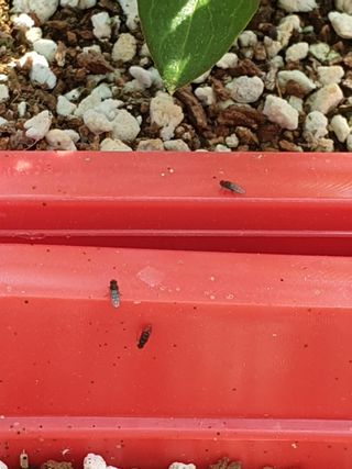 Arts C.Won님의 두릅 · 병해충상담 작성글 사진