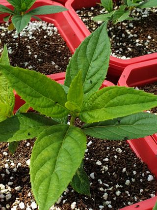 Arts C.Won님의 두릅 · 병해충상담 작성글 사진