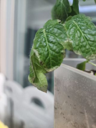 현이랑댄스를님의 토마토 · 병해충상담 작성글 사진