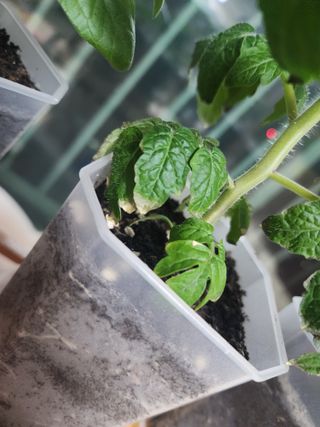 현이랑댄스를님의 토마토 · 병해충상담 작성글 사진