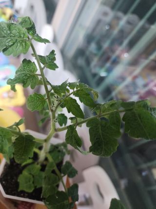 현이랑댄스를님의 토마토 · 병해충상담 작성글 사진