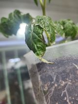 팜모닝 토마토·병해충상담 게시글 이미지