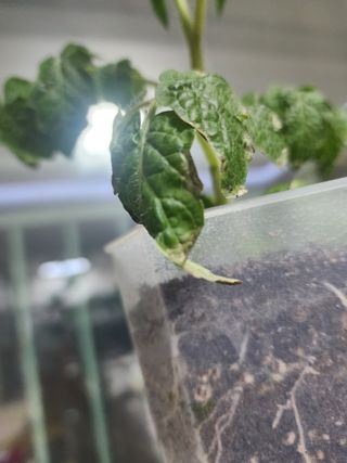 현이랑댄스를님의 토마토 · 병해충상담 작성글 사진