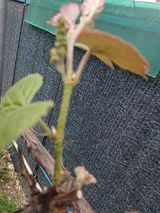 팜모닝 포도·병해충상담 게시글 이미지