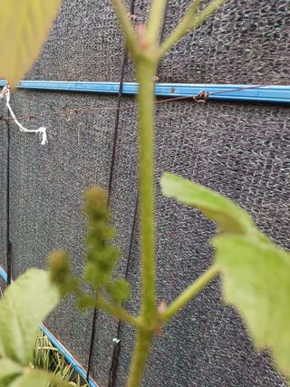 제주할아범님의 포도 · 병해충상담 작성글 사진