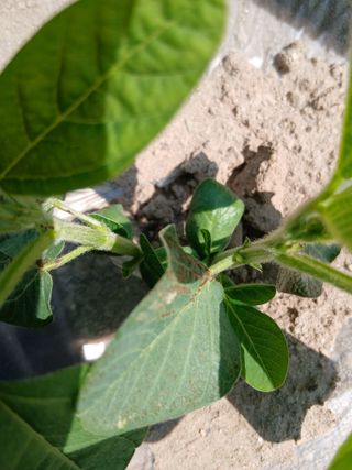 농사왕초보농부님의 콩 · 병해충상담 작성글 사진