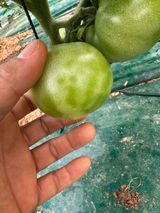 팜모닝 토마토·병해충상담 게시글 이미지