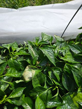 김기만님의 고추 · 병해충상담 작성글 사진