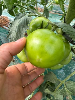 푸른하늘보리님의 토마토 · 병해충상담 작성글 사진