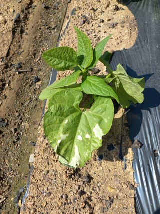 심무재 님의 기타작물 · 병해충상담 작성글 사진