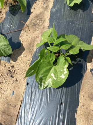 심무재 님의 기타작물 · 병해충상담 작성글 사진