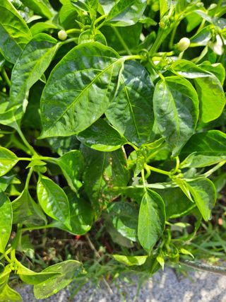 김기만님의 고추 · 병해충상담 작성글 사진