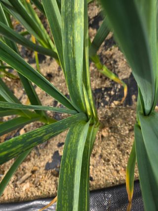 정찬길 님의 마늘 · 병해충상담 작성글 사진