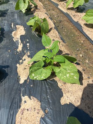 심무재 님의 기타작물 · 병해충상담 작성글 사진