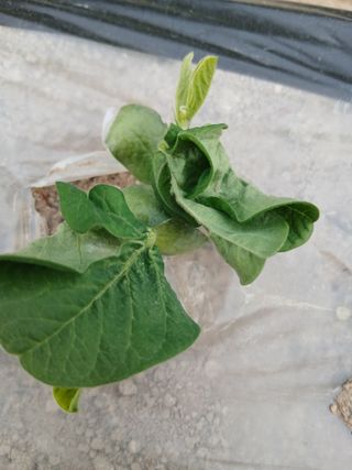 농사왕초보농부님의 콩 · 병해충상담 작성글 사진