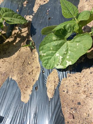 심무재 님의 기타작물 · 병해충상담 작성글 사진