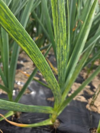 정찬길 님의 마늘 · 병해충상담 작성글 사진