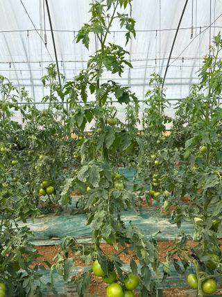 푸른하늘보리님의 토마토 · 병해충상담 작성글 사진