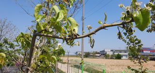 김성태님의 배 · 병해충상담 작성글 사진
