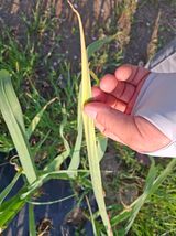 팜모닝 마늘·병해충상담 게시글 이미지