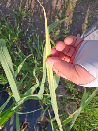 돌고개농장님의 마늘 · 병해충상담 작성글 사진