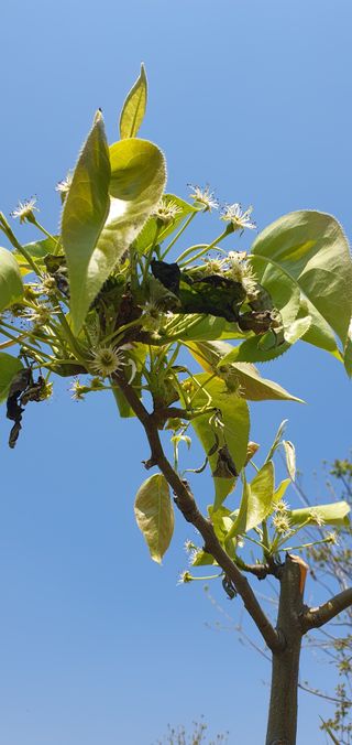 김성태님의 배 · 병해충상담 작성글 사진