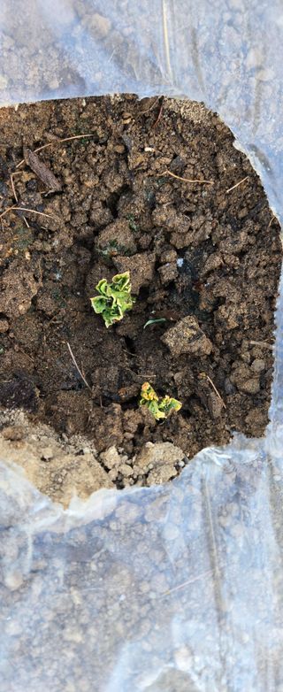 텃밭사랑꾼님의 감자 · 병해충상담 작성글 사진