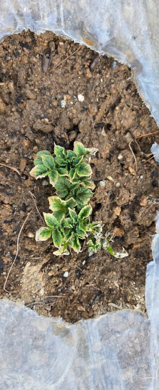 텃밭사랑꾼님의 감자 · 병해충상담 작성글 사진