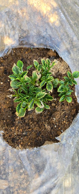 텃밭사랑꾼님의 감자 · 병해충상담 작성글 사진