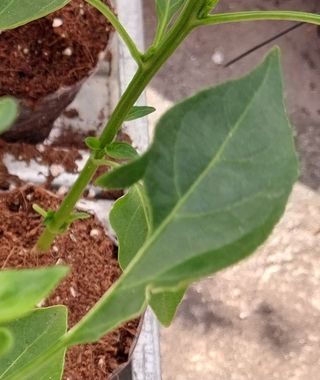 쏘쏘함님의 고추 · 병해충상담 작성글 사진