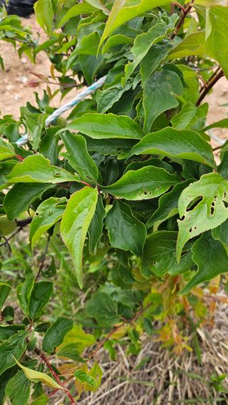 낙엽교목류7282님의 매실 · 병해충상담 작성글 사진