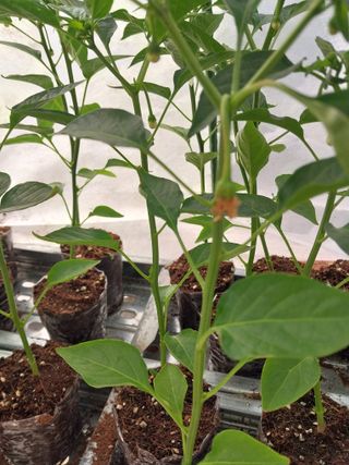 쏘쏘함님의 고추 · 병해충상담 작성글 사진