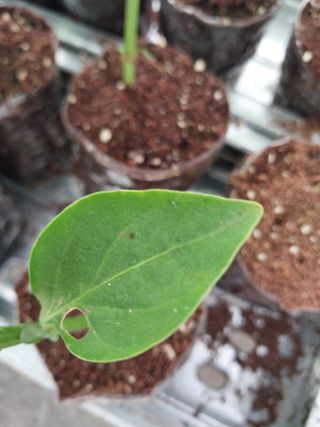 쏘쏘함님의 고추 · 병해충상담 작성글 사진