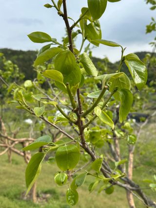 윤설아님의 감 · 병해충상담 작성글 사진