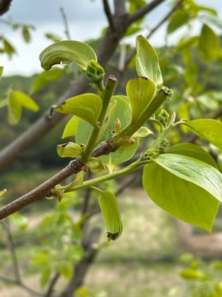 윤설아님의 감 · 병해충상담 작성글 사진